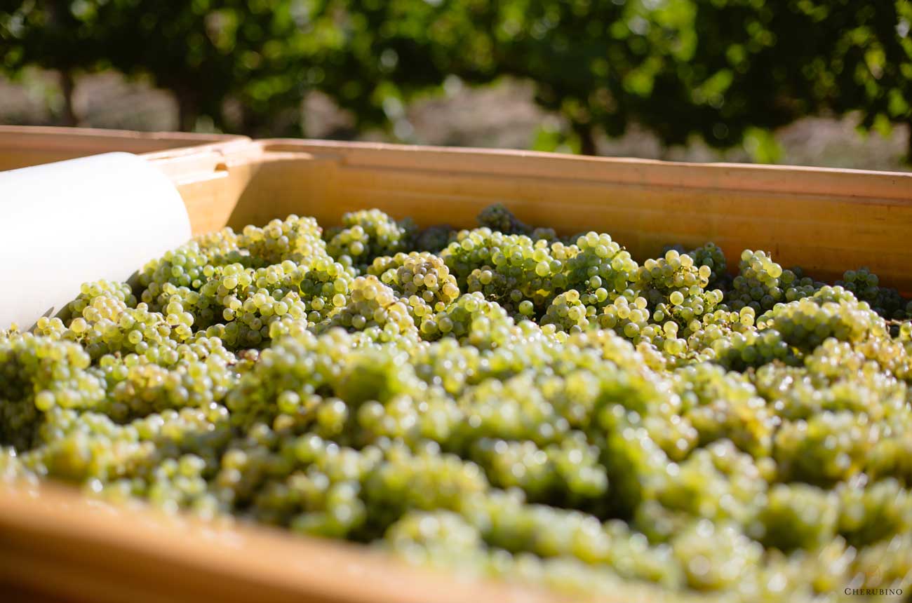 Chardonnay grapes Larry Cherubino