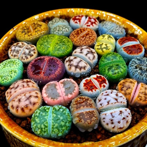 Walmart lithops