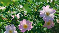 Wild rose, dog rose, with pink blooms growing in a sunny border