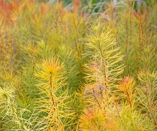 Amsonia hubrichtii, thread-leaf bluestar, with yellow foliage