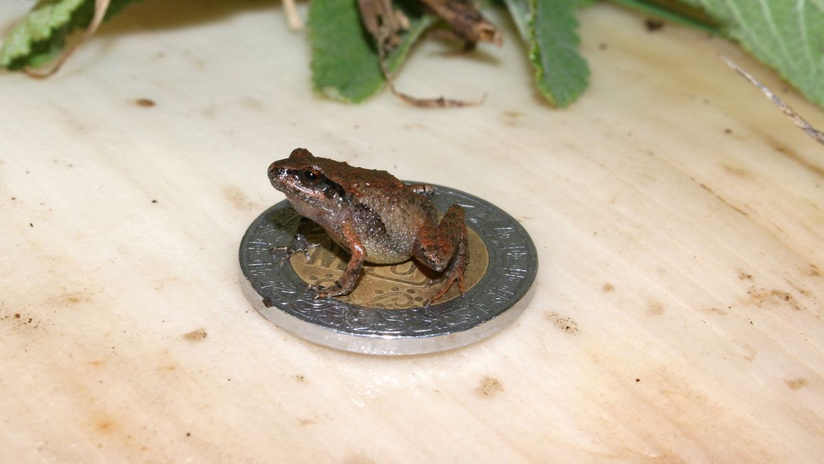 Newfound species of wee frogs found in Mexico can fit on your