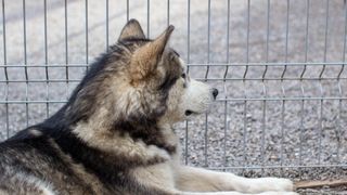 Alaskan malamute sitting next to wire fencing