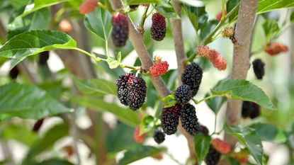 mulberries on tree 
