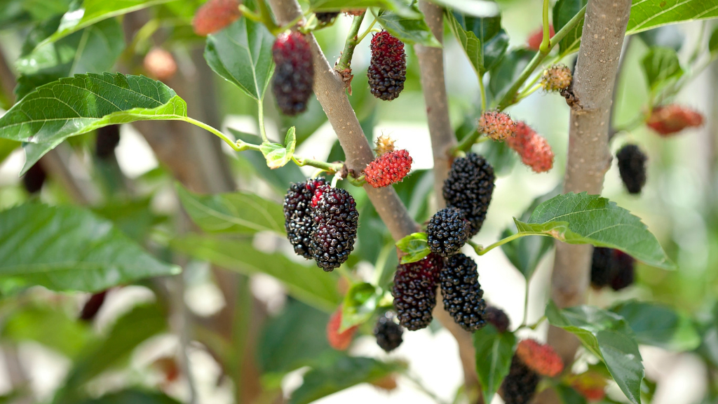 Mulberry Plant History: Where Do Mulberries Come From | Gardening Know How