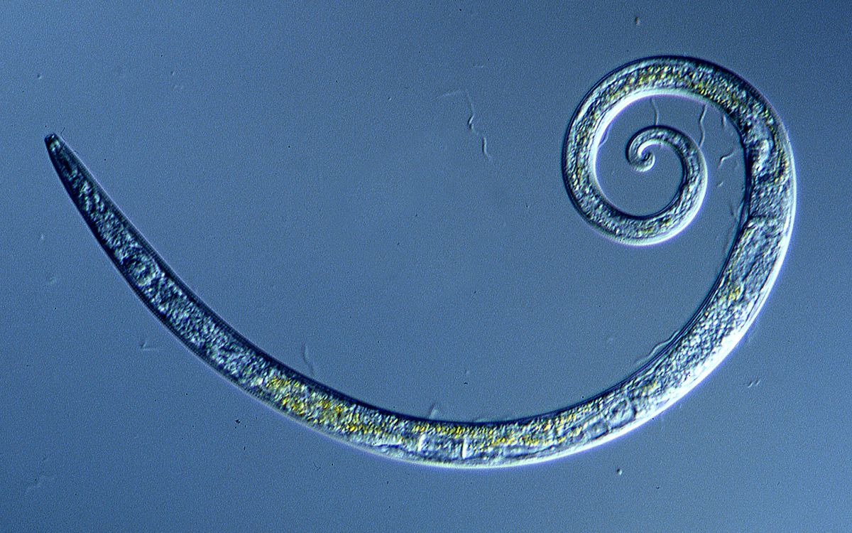 Worms Frozen for 42,000 Years in Siberian Permafrost Wriggle to Life