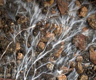 Mycorrhizal fungi in soil