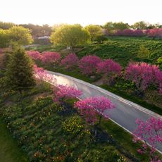 Redbud trees line road in park