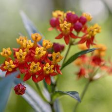 Bright flowers of a tropical milkweed plant