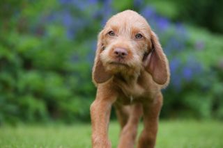 HUNGARIAN VIZSLA