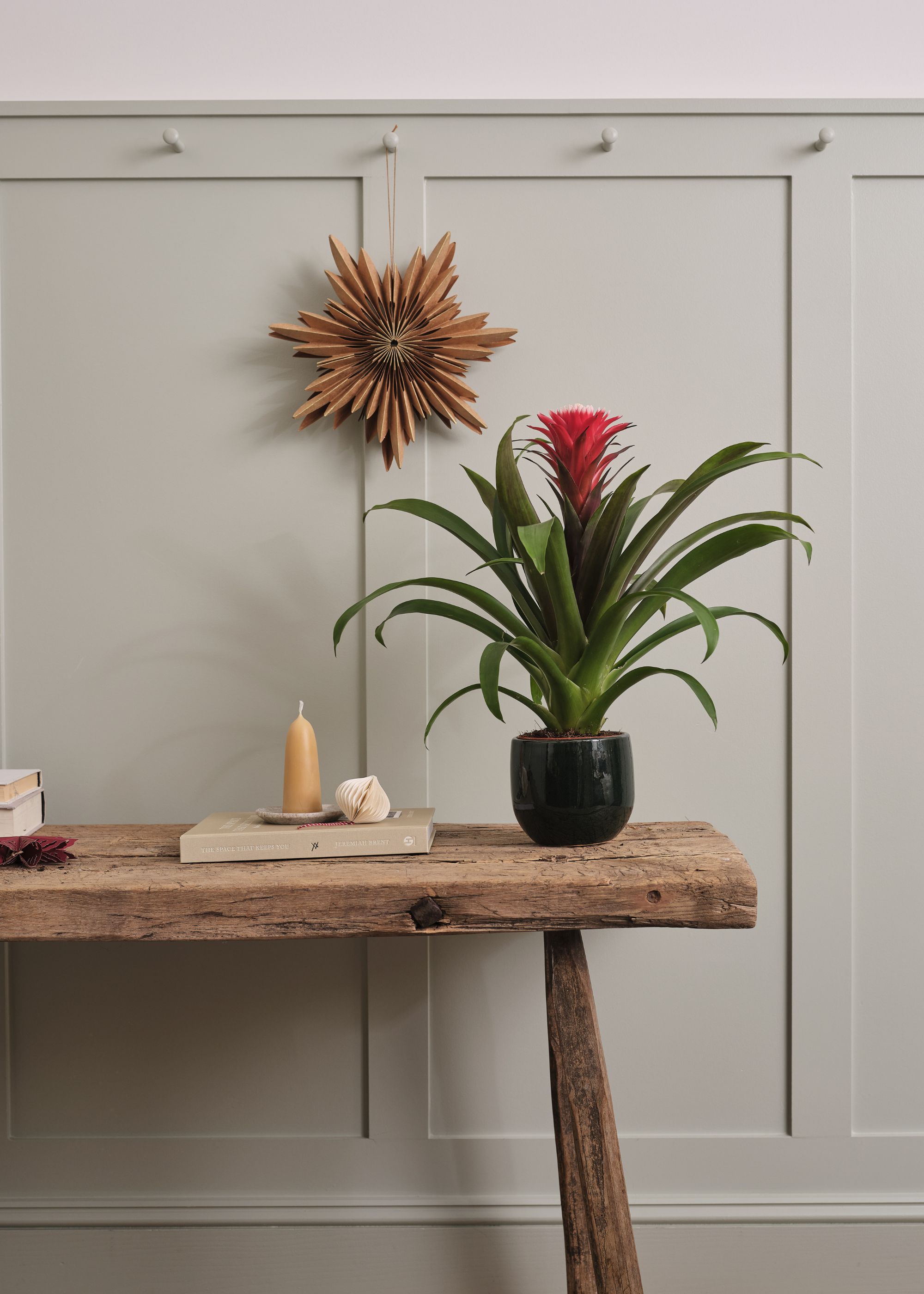 A potted bromeliad on a wooden side table with a candle, Christmas ornaments and a book