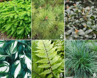 Foliage planting palette including Norway spruce ‘Little Gem’, dwarf mugo pine 'Slowmound', Japanese holly ‘Soft Touch’, Hosta ‘Fire and Ice’, lady fern ‘Lady In Red’, and dwarf mondo grass