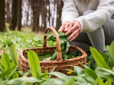 A woman with a basket harvesting wild ramps in the woods