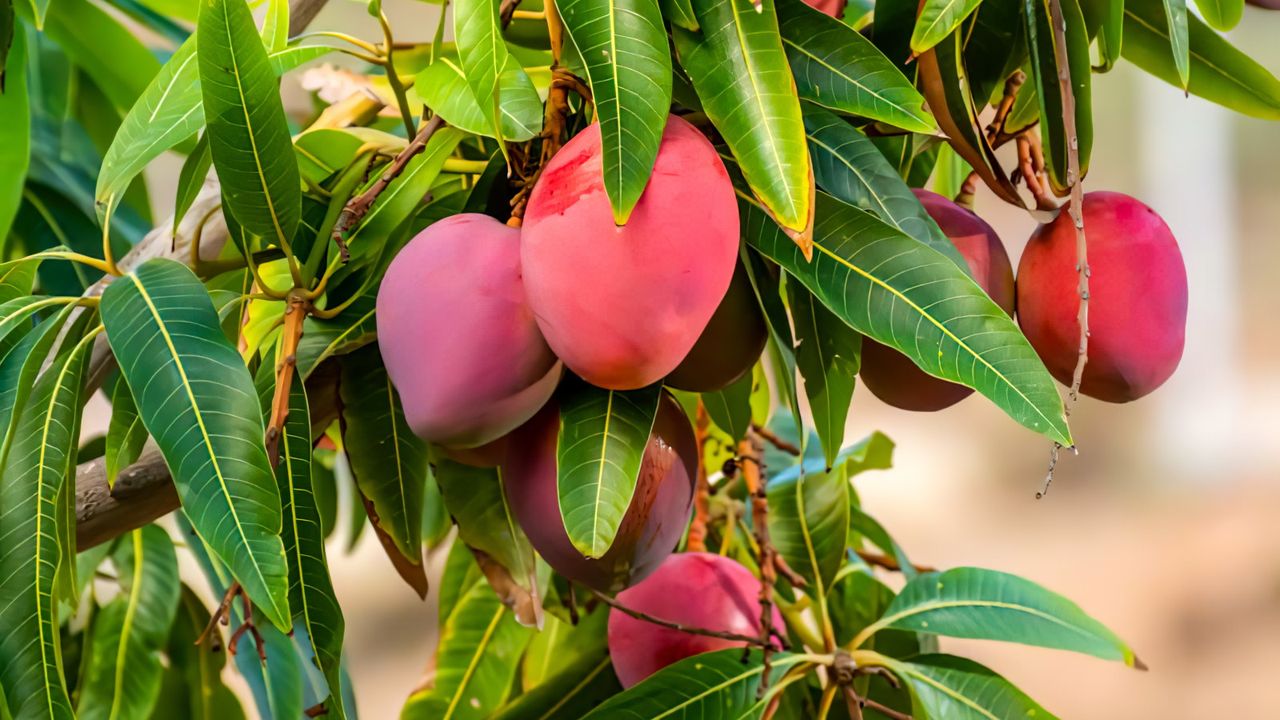 Ripe red mangoes on a mango tree