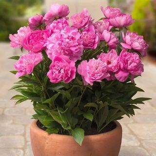 Rome Peony with pink blooms