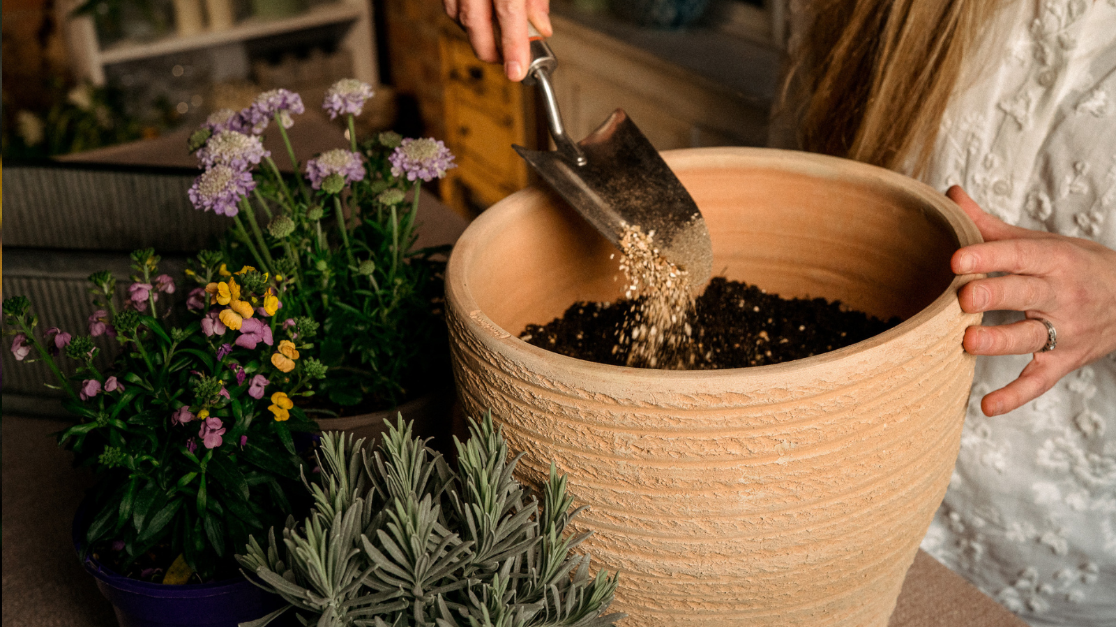 terracotta pot being filled with compost and vermiculite, next to scabious, wallflower and lavender plants