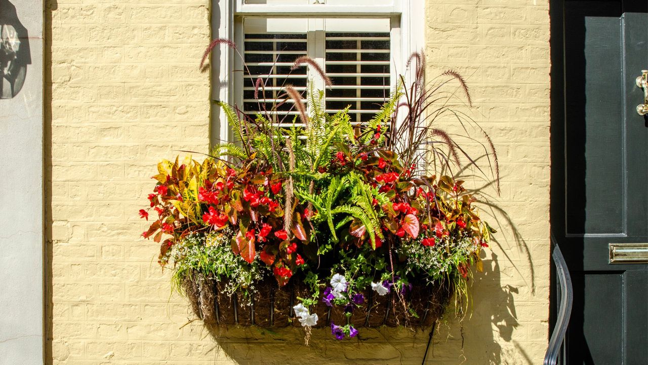 Elegant window box with purple pansies, red begonias and ferns