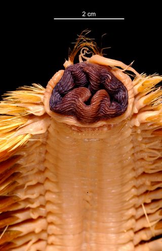 Bristle worm, Eulagisca gigantea.