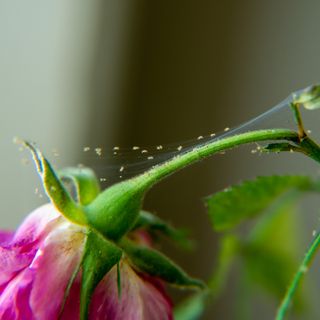 Spider mite infestation on potted houseplants