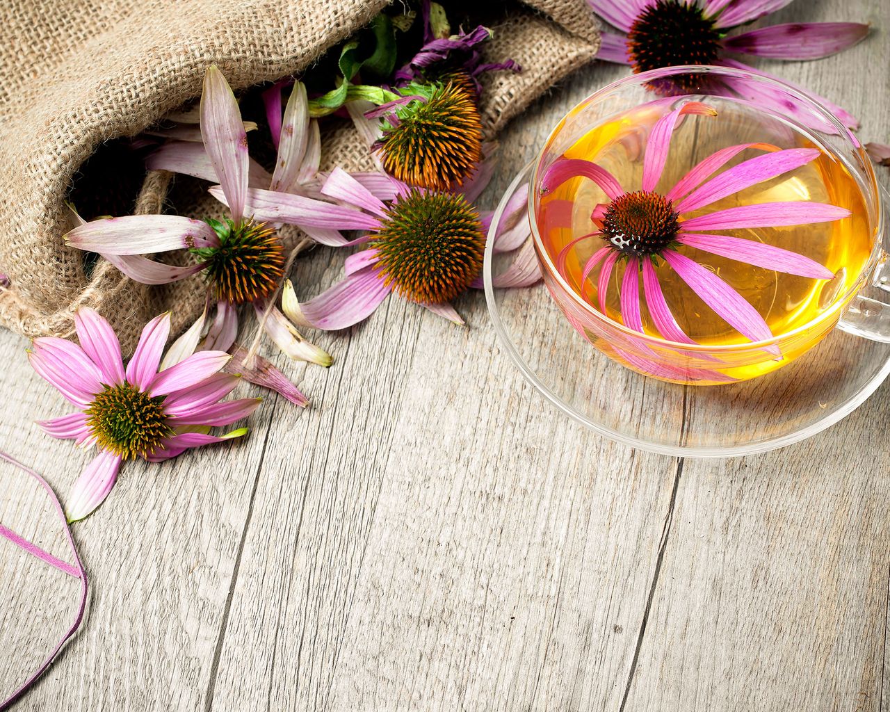 How to grow echinacea top tips on planting and caring for coneflowers
