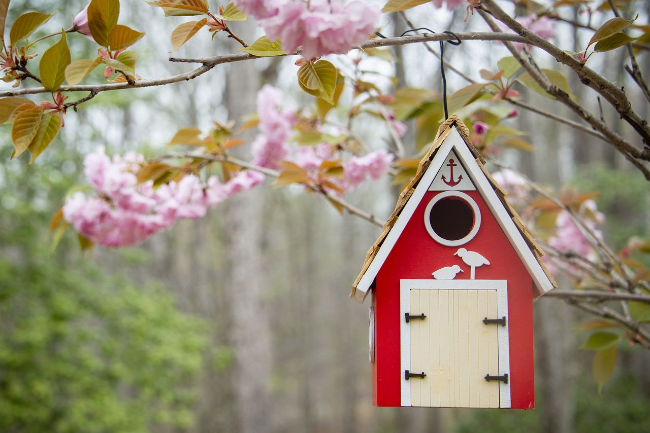 bird house ideas painted bird box in garden