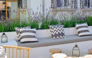 how to grow lavender: lavender planted in modern garden