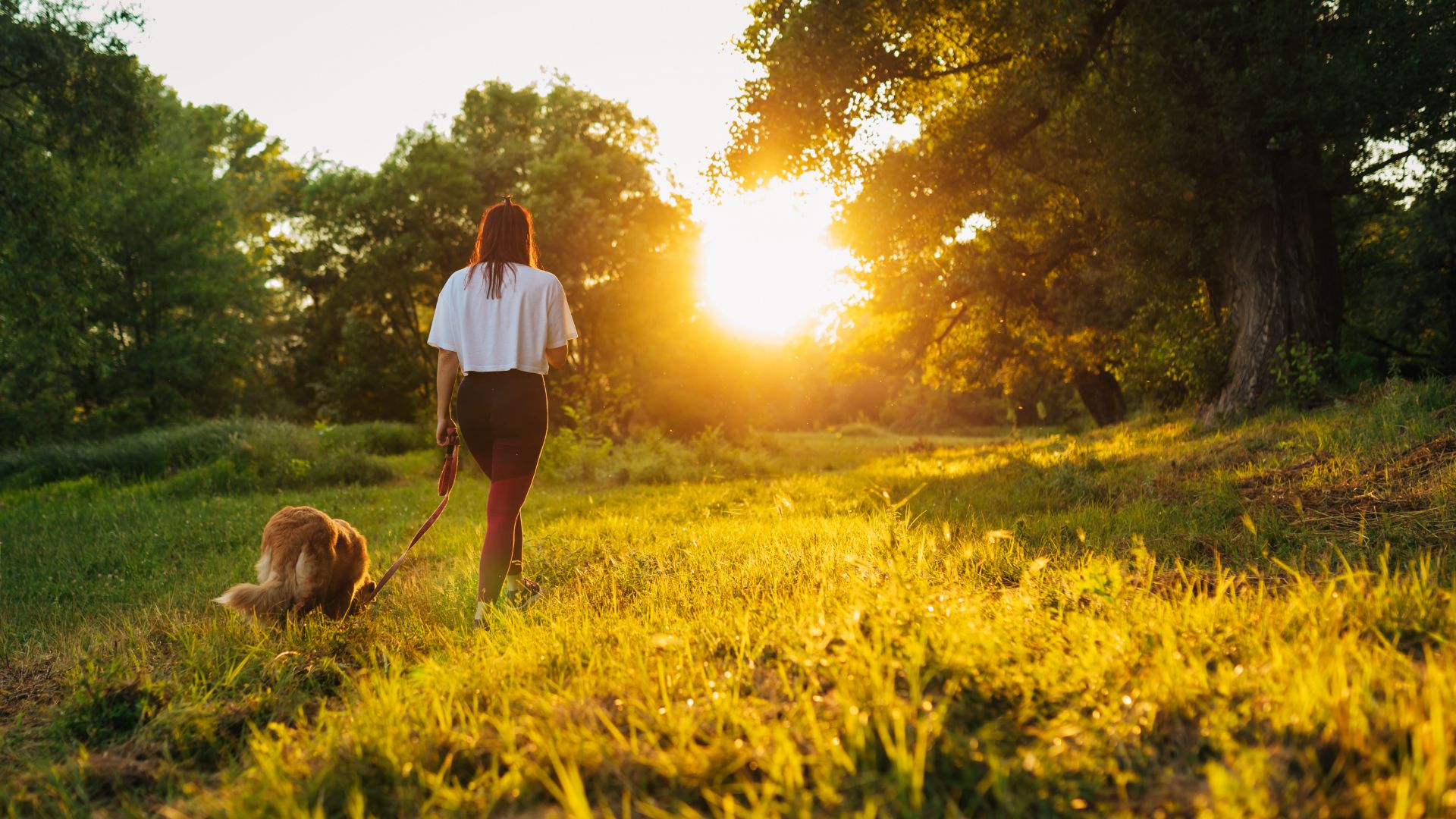 woman walks a golden retriever in a meadow at sunset