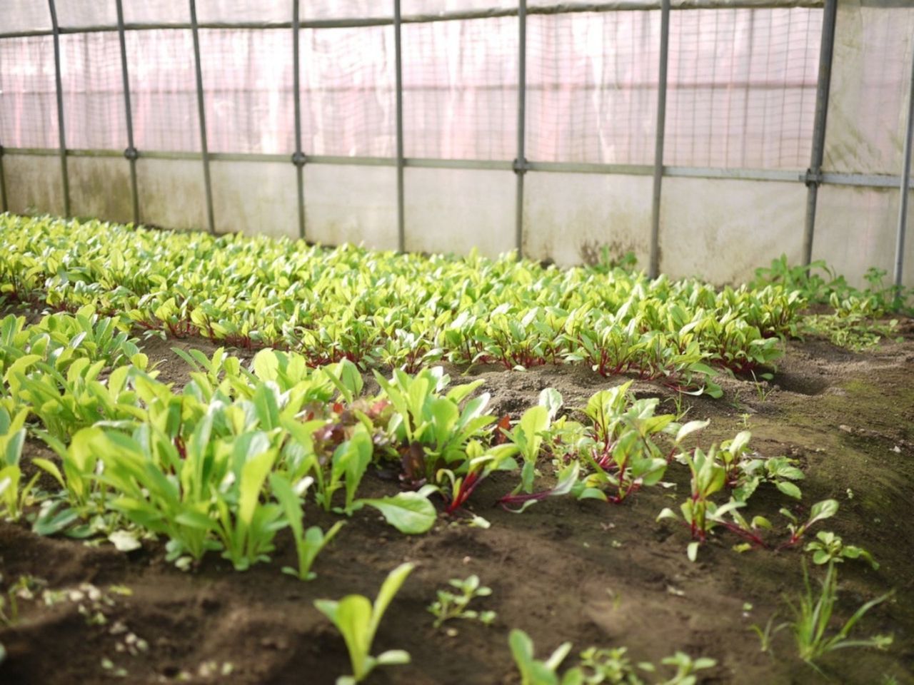 Rows Of Plants In A Greenhouse