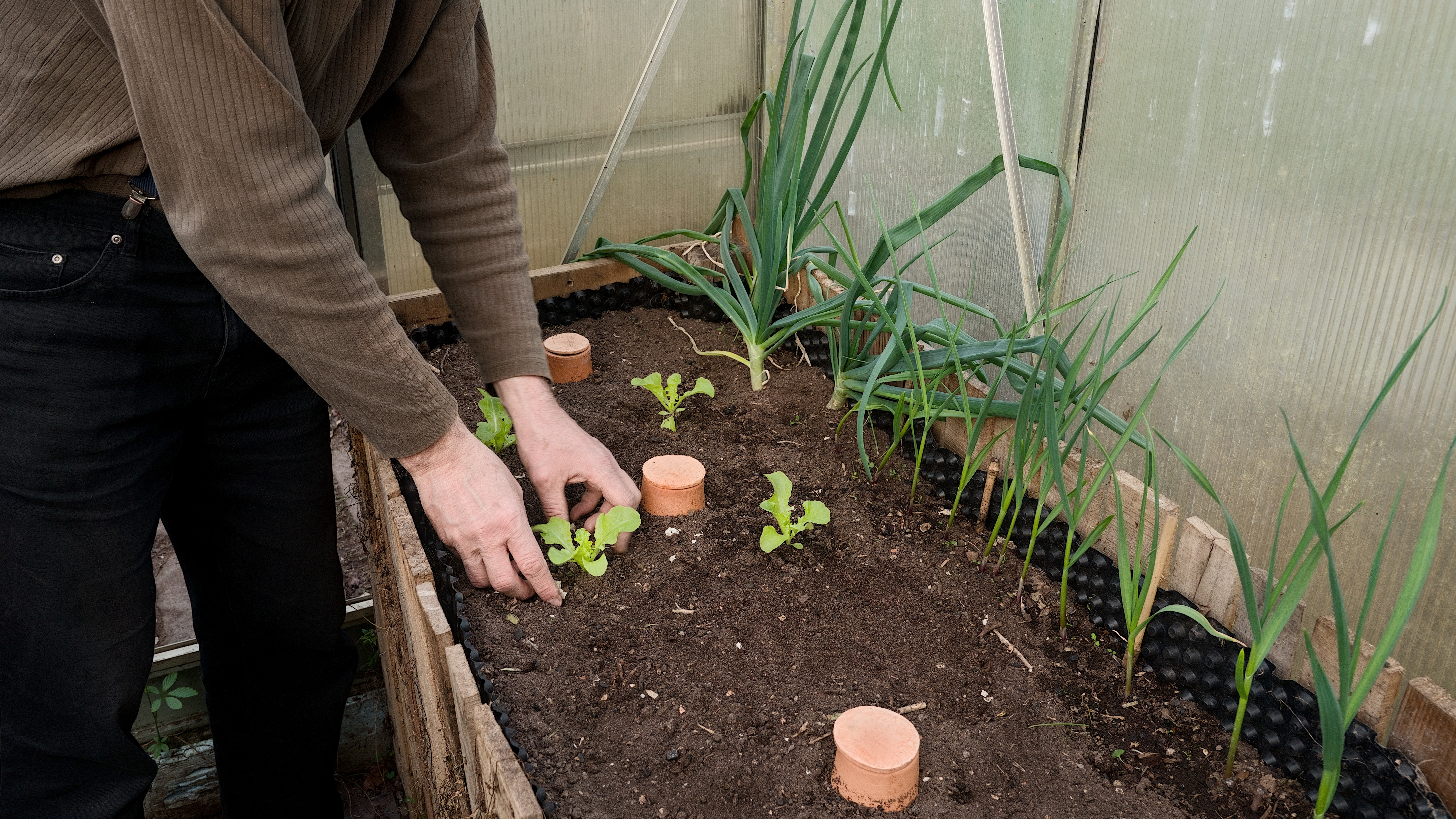Ollas irrigation pots in raised bed of soil
