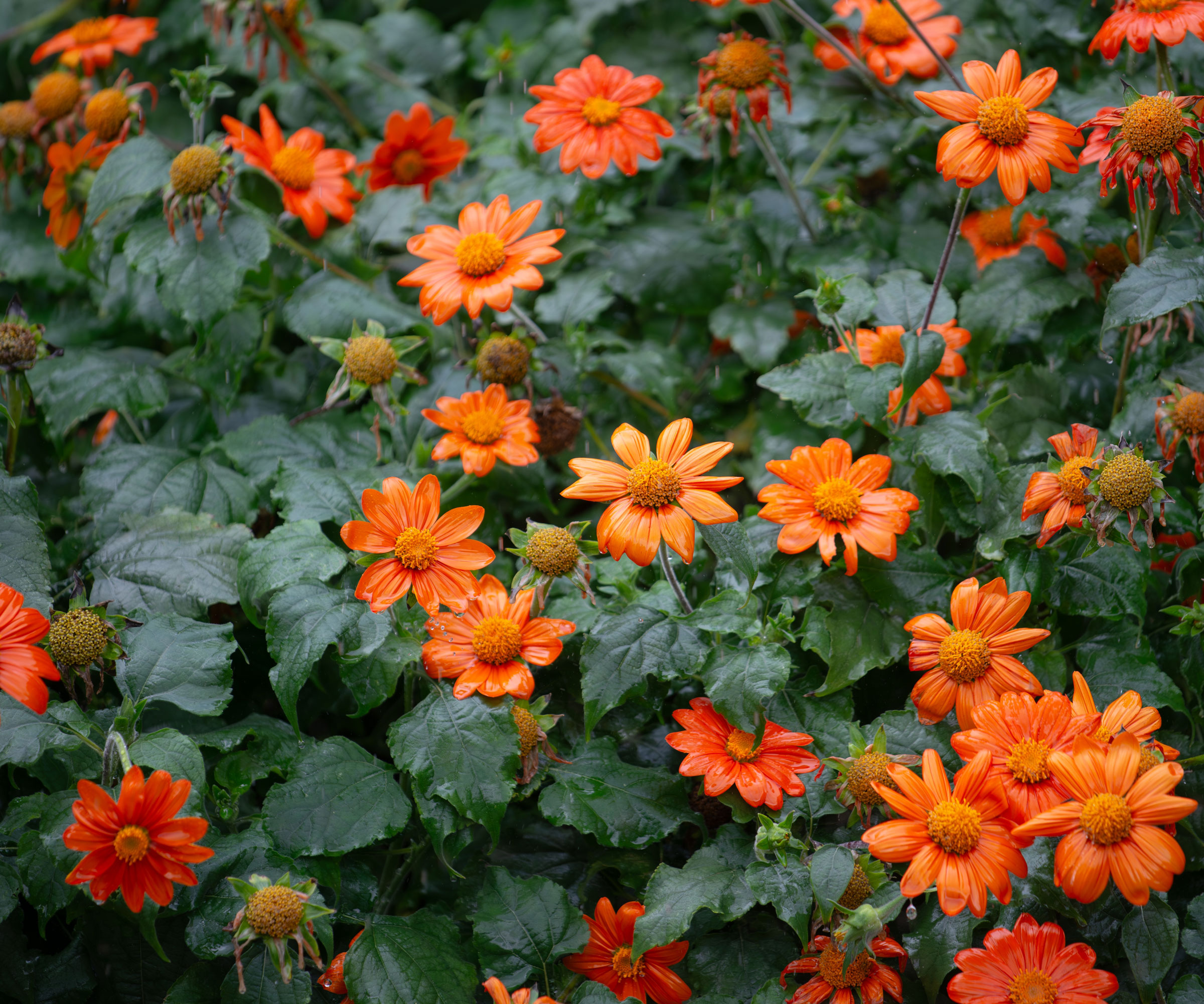 Mexican sunflowers with bright orange flowers in large mass planting