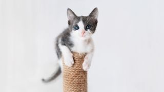 Kitten lying on top of scratching post