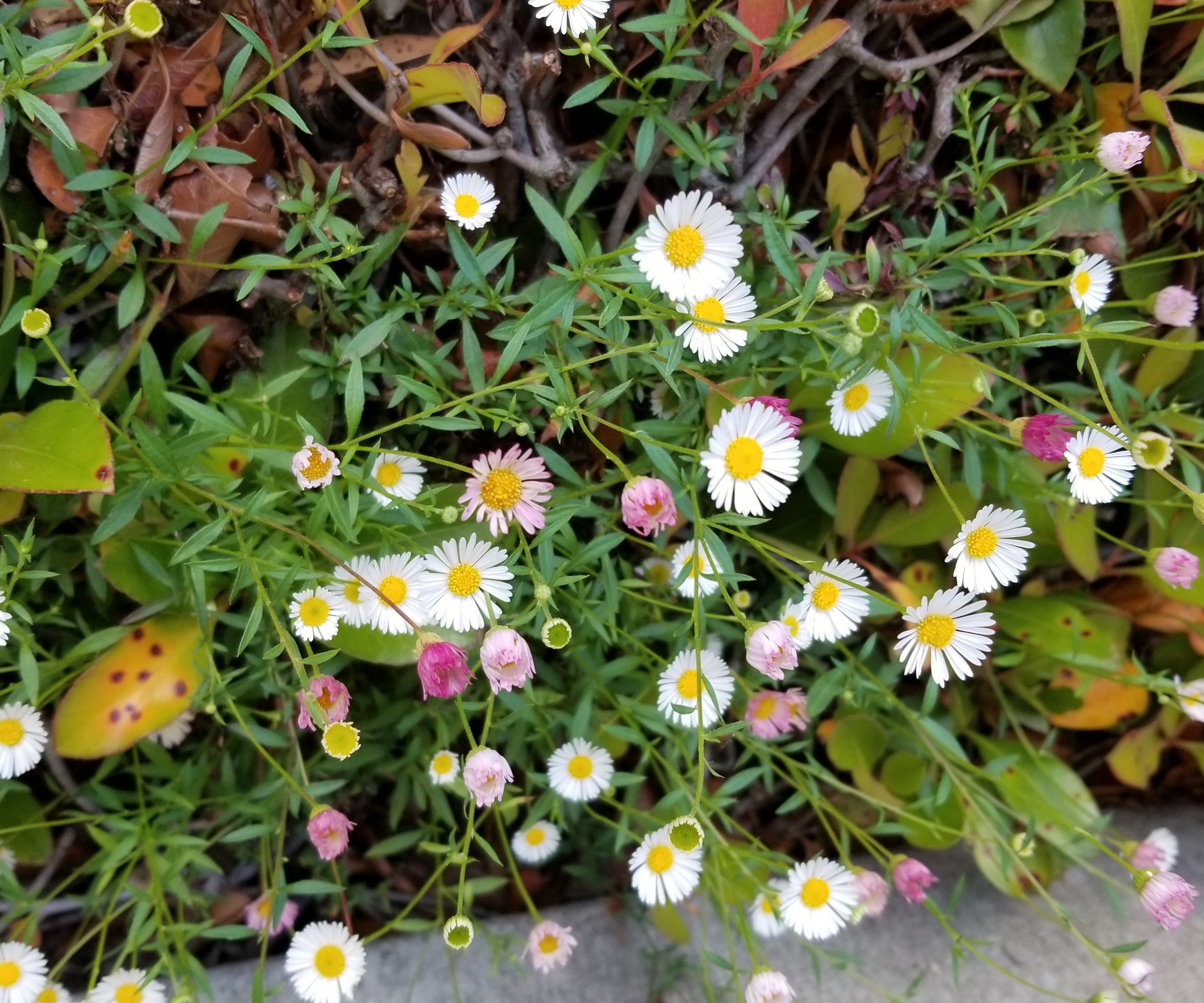Mexican fleabane growing in a garden