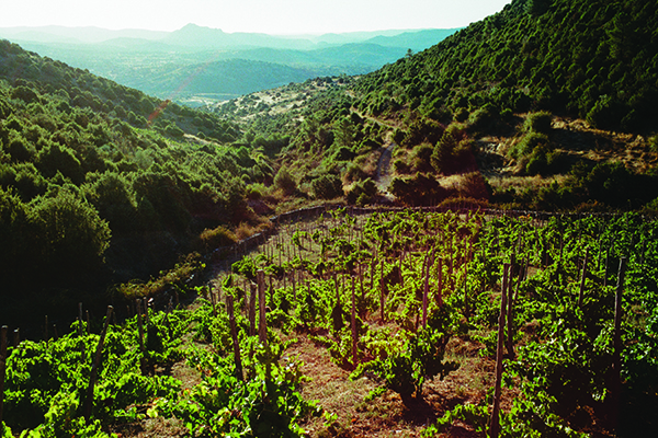 El-Reventon-1ha-of-old-vines-planted-at-900-950m-on-slate-and-quartz-zoils-near-Cebreros-Sierra-de-Gredos.-Credit-Adria-Canameras.jpg