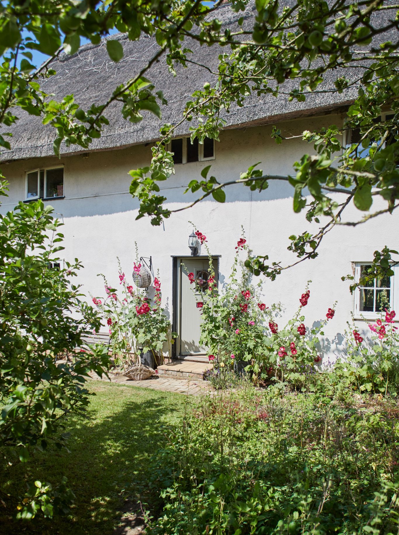 Cottage garden with hollyhocks