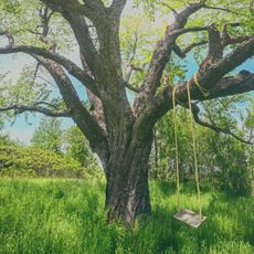 A swing hanging from a large tree
