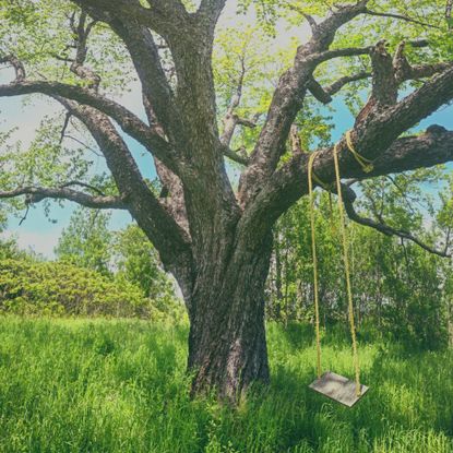 A swing hanging from a large tree