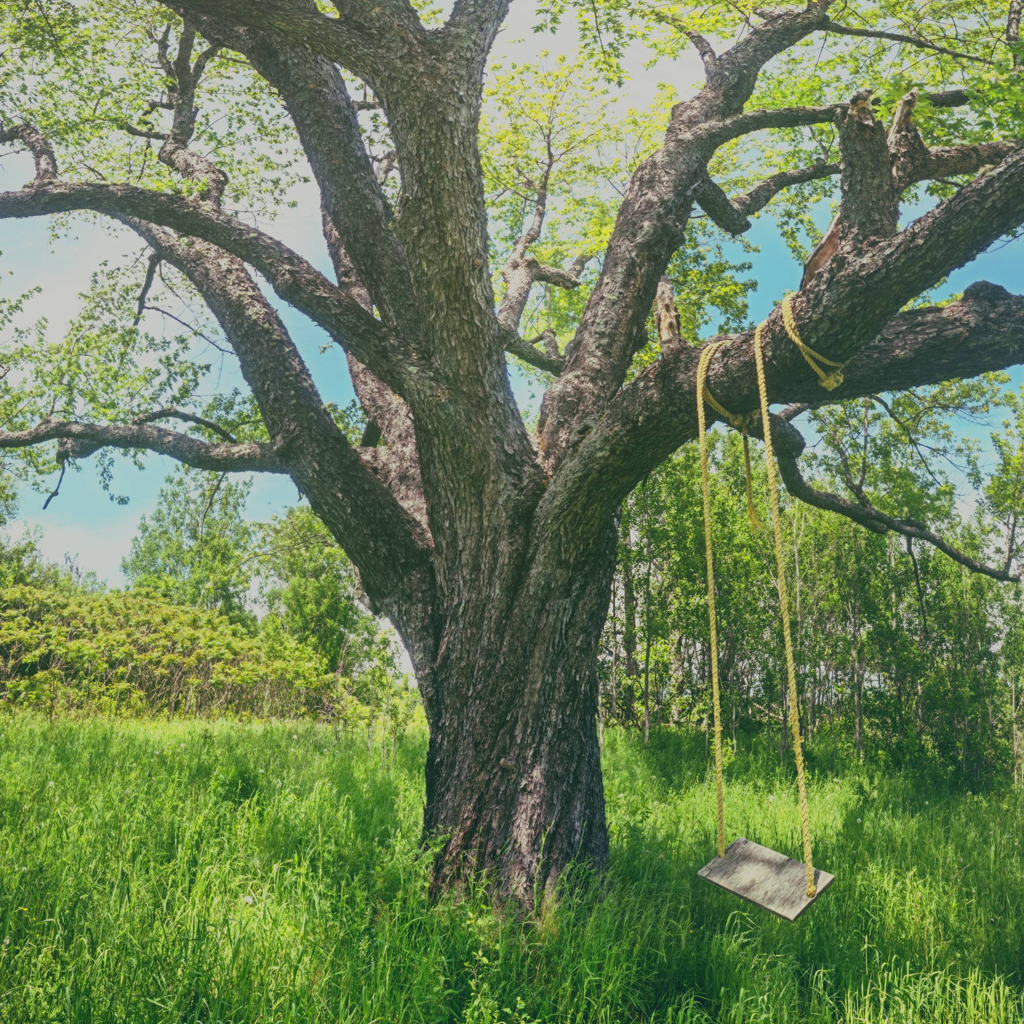 A swing hanging from a large tree