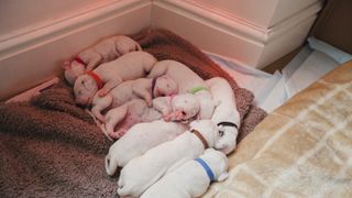 Litter of puppies sleeping under heat lamp