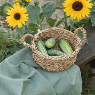 Cucumber harvests in a rattan basket on a green cloth on a wooden bench next to sunflower plants