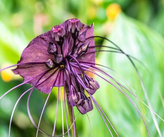 Tacca chantrieri, Black Bat Flower