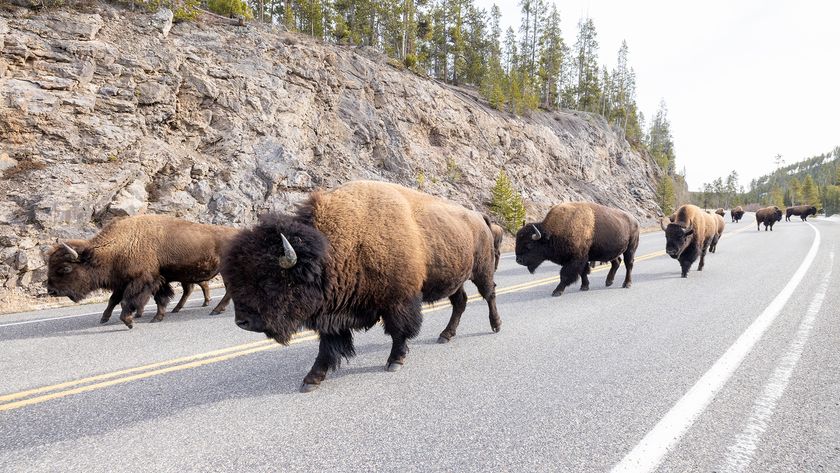 A group of bison walking in the center of a main road.