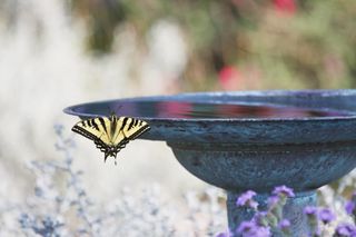 butterfly on a bird bath