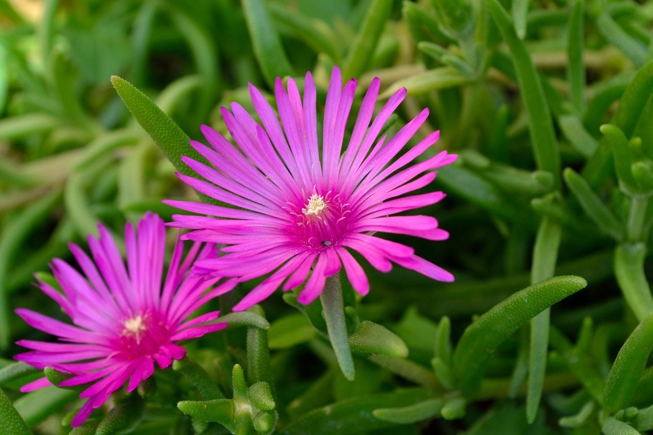 Pink Flowers