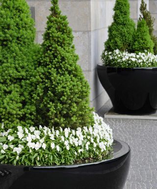 dwarf alberta spruce trees in modern containers with white viola flowers