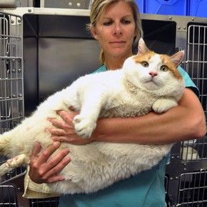 Slim down, kitty