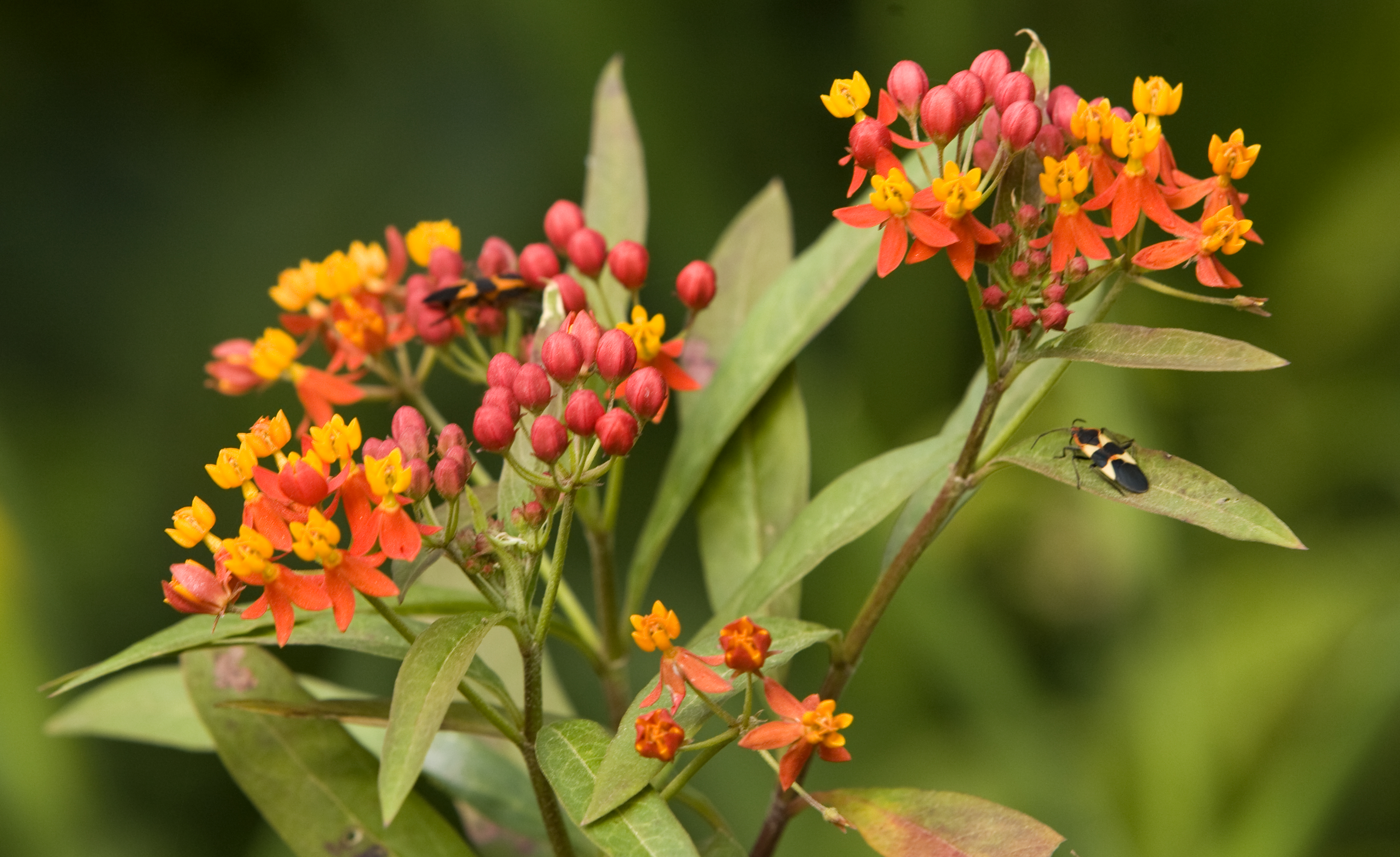 Butterfly weed flower
