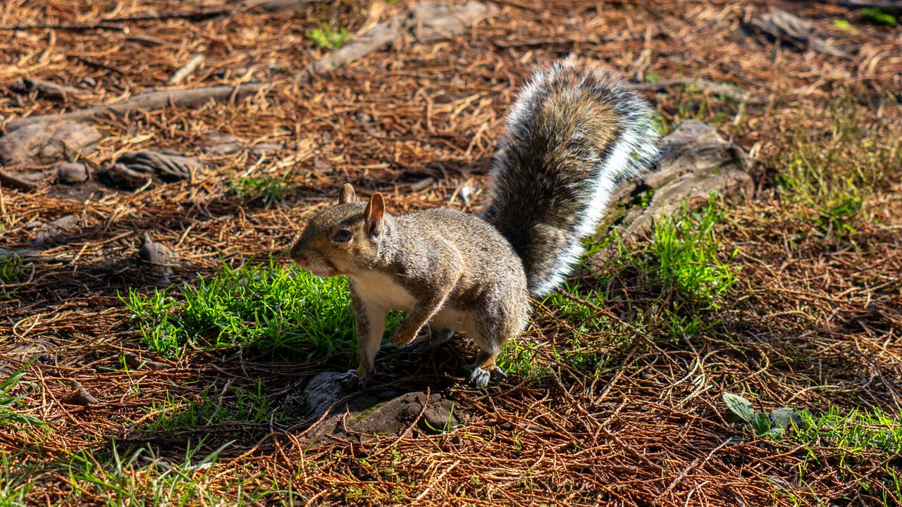 a squirrel in a natural environment