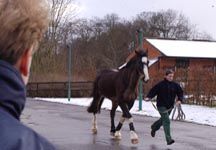 trot_up.jpg