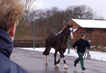 trot_up.jpg