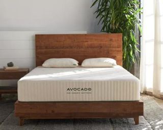 Best organic mattress on bedframe in modern bedroom with plants