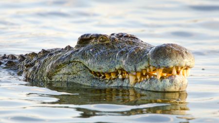 a nile crocodile with its head out of the water with its mouth slightly open